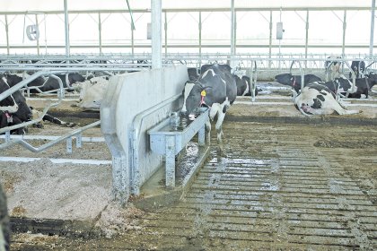 Troughs should be well stationed all over the barn with easy access. Photo: Roodbont Troughs should be well stationed all over the barn with easy access. Photo: Roodbont