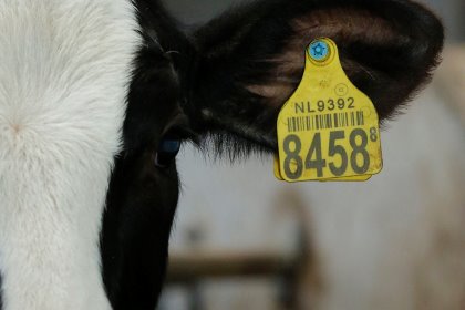 Microalgae is ideal for improving the growth performance in calves. Photo: Henk Riswick Microalgae is ideal for improving the growth performance in calves. Photo: Henk Riswick