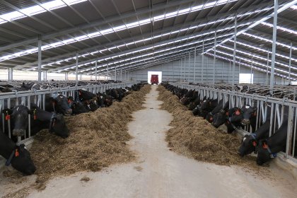 Aad en Wilma van Leeuwen are now focusing on their barn operations. Photo: Van Leeuwen Dairy Group. Aad en Wilma van Leeuwen are now focusing on their barn operations. Photo: Van Leeuwen Dairy Group.