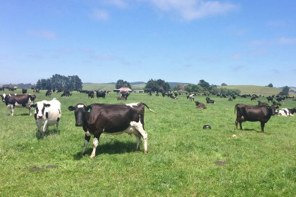 The Van Leeuwen Group is selling nine farms with 3,509 hectare of freehold land. The farms milk 5,250 dairy cows. Photo: Van Leeuwen Dairy Group The Van Leeuwen Group is selling nine farms with 3,509 hectare of freehold land. The farms milk 5,250 dairy cows. Photo: Van Leeuwen Dairy Group