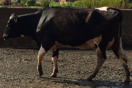 Early detection of lameness is vital to ensure an effective treatment outcome. Photo: Sara Pedersen Early detection of lameness is vital to ensure an effective treatment outcome. Photo: Sara Pedersen