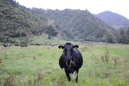 Pasture based farming is a key component to New Zealand's low carbon footprint. Photo: Angela Mulligan Pasture based farming is a key component to New Zealand's low carbon footprint. Photo: Angela Mulligan