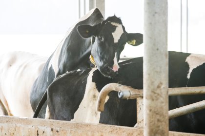 External temperatures above 29 degrees celcius cause less mounting because cows are uncomfortable in this high-temperature weather. Photo: Nedap External temperatures above 29 degrees celcius cause less mounting because cows are uncomfortable in this high-temperature weather. Photo: Nedap