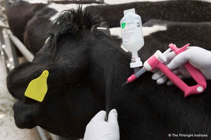 The new foot-and-mouth vaccine is less reliant on cold-chain distribution, which gives it greater potential for helping to relieve the burden placed on regions where the disease is endemic in large parts of Africa, the Middle East and Asia. Photo: The Pirbright Institute The new foot-and-mouth vaccine is less reliant on cold-chain distribution, which gives it greater potential for helping to relieve the burden placed on regions where the disease is endemic in large parts of Africa, the Middle East and Asia. Photo: The Pirbright Institute