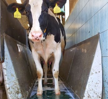Diversey's new Deosan HH+ hoof care product wins award. Photo: Diversey Diversey's new Deosan HH+ hoof care product wins award. Photo: Diversey