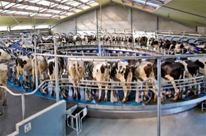 DeLaval has introduced its new E300 external rotary milking platform. Photo: Delaval DeLaval has introduced its new E300 external rotary milking platform. Photo: Delaval