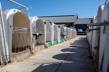 Over the last years, the majority of calves in the US and Canada have been housed singly before weaning, however according to a recent report, an increasing number of producers have been successfully raising dairy calves recently in pairs or groups. Photo: Anne van der Woude Over the last years, the majority of calves in the US and Canada have been housed singly before weaning, however according to a recent report, an increasing number of producers have been successfully raising dairy calves recently in pairs or groups. Photo: Anne van der Woude