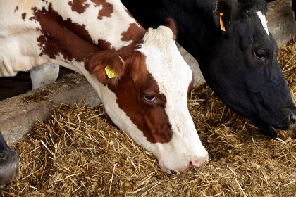One way to reduce the quantity of ammonia available to be released is to lower the crude protein content of the dairy cow diet. Photo: Henk Riswick One way to reduce the quantity of ammonia available to be released is to lower the crude protein content of the dairy cow diet. Photo: Henk Riswick