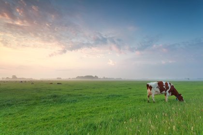 DSM has developed a feed additive, called Bovaer, which effectively and consistently reduces methane emissions from cows by over 30%. Photo: Shutterstock DSM has developed a feed additive, called Bovaer, which effectively and consistently reduces methane emissions from cows by over 30%. Photo: Shutterstock