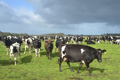 Coles has first began sourcing milk direct from farmers in Victoria and southern and central New South Wales in June 2019. Photo: René Groeneveld Coles has first began sourcing milk direct from farmers in Victoria and southern and central New South Wales in June 2019. Photo: René Groeneveld