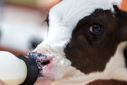 Since smart calf rearing leads to healthy profits on-farm, it’s important to make sure that calves get the right treatment early on. Photo: Shutterstock Since smart calf rearing leads to healthy profits on-farm, it’s important to make sure that calves get the right treatment early on. Photo: Shutterstock