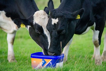 A study looked at the improvement made in DLWG and fertility, in terms of pregnancy rates, in dairy heifers when animals had access to Cattle Booster tubs whilst grazing. Photo: Crystalyx A study looked at the improvement made in DLWG and fertility, in terms of pregnancy rates, in dairy heifers when animals had access to Cattle Booster tubs whilst grazing. Photo: Crystalyx
