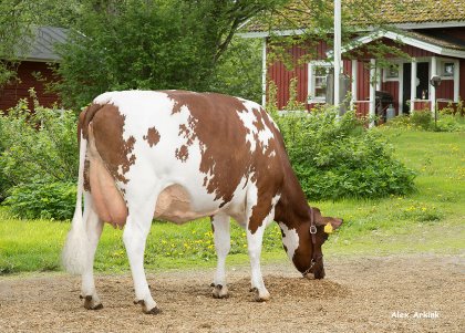 Photo: VikingGenetics Photo: VikingGenetics