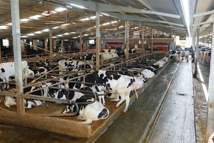 By using sex-sorted semen, producers can maintain or expand the size of their herds with a minimum of cost. Photo: Henk Riswick By using sex-sorted semen, producers can maintain or expand the size of their herds with a minimum of cost. Photo: Henk Riswick