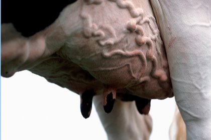 Promoting udder and teat integrity goes a long way towards reducing the risk of infection. Photo: Alltech Promoting udder and teat integrity goes a long way towards reducing the risk of infection. Photo: Alltech