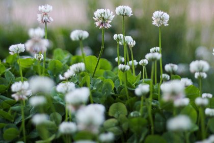 Even after severe droughts, white clover has the capacity to reappear from seeds on the ground. Photo: Crystal Jo Even after severe droughts, white clover has the capacity to reappear from seeds on the ground. Photo: Crystal Jo