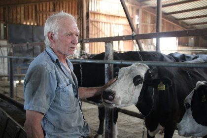 Backyard farms frequently encounter mastitis. Photo: Vladimir Kubansky Backyard farms frequently encounter mastitis. Photo: Vladimir Kubansky