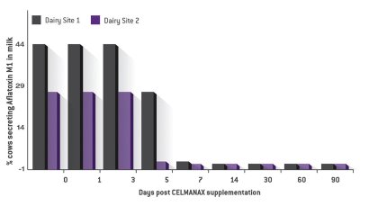 Manage somatic cell count and aflatoxins for milk quality Manage somatic cell count and aflatoxins for milk quality