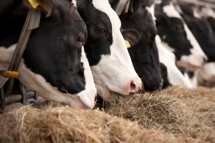 Photo: Misset Photo: Misset