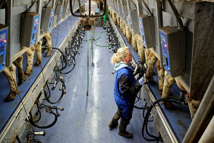 “Don’t be tempted to cut corners; low bactoscans and cell counts make an important contribution to the milk price achieved, so it is in your interest to avoid common mistakes by taking action," says Alison Cox, global applications specialist, Deosan. Photo: Lex Salverda “Don’t be tempted to cut corners; low bactoscans and cell counts make an important contribution to the milk price achieved, so it is in your interest to avoid common mistakes by taking action," says Alison Cox, global applications specialist, Deosan. Photo: Lex Salverda