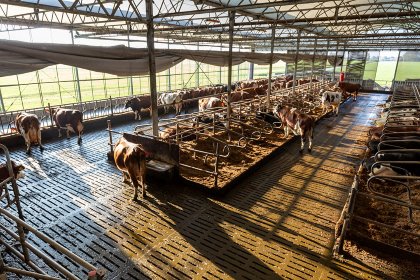 Milk is processed and bottled on-farm. Photo: Ernie Buts Milk is processed and bottled on-farm. Photo: Ernie Buts