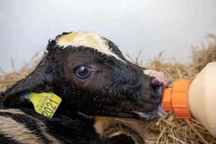 Bovine coronavirus (BCoV) is a major viral pathogen associated with respiratory tract disorders and enteric disease problems in the neonatal calf. Photo: Anne van der Woude Bovine coronavirus (BCoV) is a major viral pathogen associated with respiratory tract disorders and enteric disease problems in the neonatal calf. Photo: Anne van der Woude