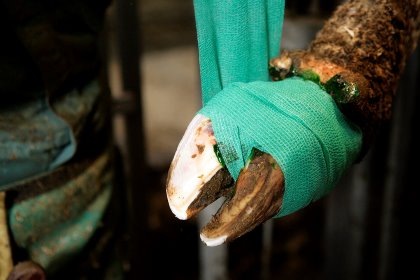 Hoof health issues can result in deceased feed intake, lower milk production and impaired reproductive efficiency. Photo: Henk Riswick Hoof health issues can result in deceased feed intake, lower milk production and impaired reproductive efficiency. Photo: Henk Riswick