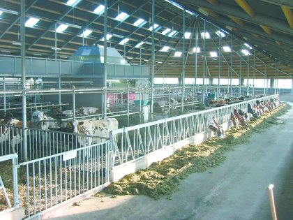 Sufficient lighting as well as a good view of the whole shed are necessary to observe all the animals, here the central stucture is causing an obstruction.Photo: Roodbont Sufficient lighting as well as a good view of the whole shed are necessary to observe all the animals, here the central stucture is causing an obstruction.Photo: Roodbont