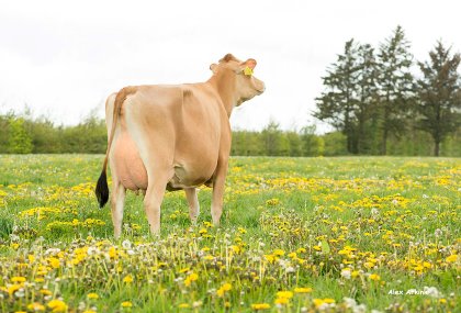 Accurate breeding values for fertility are the key to achieving big genetic progress in fertility. Photo: VikingGenetics Accurate breeding values for fertility are the key to achieving big genetic progress in fertility. Photo: VikingGenetics