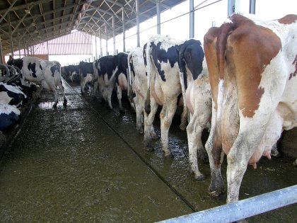 Milk yields have increased by 1,000 litres in just under a year. Photo: Chris McCullough Milk yields have increased by 1,000 litres in just under a year. Photo: Chris McCullough