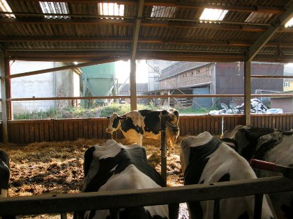 Special cows have access to straw bedded pens. Photo: Chris McCullough Special cows have access to straw bedded pens. Photo: Chris McCullough