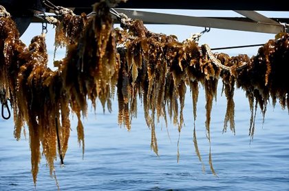 Wet harvested seaweed has a very short shelf life. Therefore, it must be used rather quickly. Photo: Catrinus van der Veen Wet harvested seaweed has a very short shelf life. Therefore, it must be used rather quickly. Photo: Catrinus van der Veen