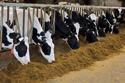 Photo: KW Alternative Feeds Photo: KW Alternative Feeds