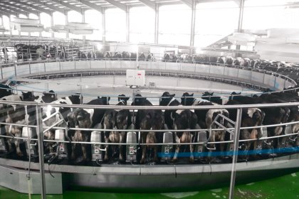 GEA has installed and commissioned the largest milking rotary parlor in China at Lvyuan Farm in Lianyungang which milks 10,000 cows. Photo: GEA GEA has installed and commissioned the largest milking rotary parlor in China at Lvyuan Farm in Lianyungang which milks 10,000 cows. Photo: GEA