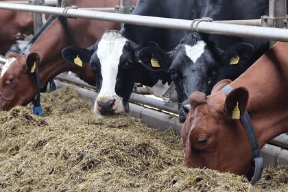 A new research project looks at measuring how much feed a cow consumes. Photo: VikingGenetics A new research project looks at measuring how much feed a cow consumes. Photo: VikingGenetics