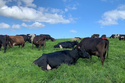 Grass is the cheapest feed for the cows which are a mix of traditional breeds. Photo: Chris McCullough Grass is the cheapest feed for the cows which are a mix of traditional breeds. Photo: Chris McCullough