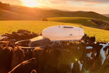 There are over 200 calves on the farm at any one time. Photo: Chris McCullough There are over 200 calves on the farm at any one time. Photo: Chris McCullough