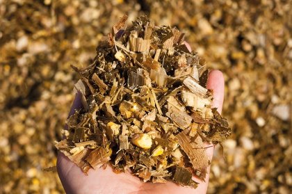 Any delay to the silage harvest will increase the risk of contamination with fungi, moulds and yeast. Photo: Stockphoto/jess311 Any delay to the silage harvest will increase the risk of contamination with fungi, moulds and yeast. Photo: Stockphoto/jess311