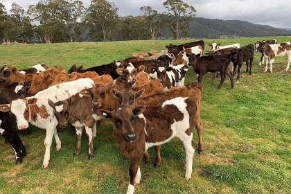 The Archers have a separate team for calving. Photo: Active Dairies The Archers have a separate team for calving. Photo: Active Dairies