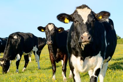 A farm manager from abroad cannot change habits and cultures when he or she is hired to do the job. The only right way to handle these differences is to acknowledge the differences and accept them. Photo: Shutterstock A farm manager from abroad cannot change habits and cultures when he or she is hired to do the job. The only right way to handle these differences is to acknowledge the differences and accept them. Photo: Shutterstock