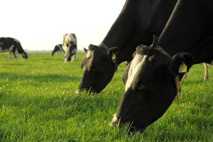 New research shows that on pasture, and to some extent on alternative outdoor access areas (especially bedded packs), dairy cows are enabled to express more of their natural behaviours. Photo: Misset New research shows that on pasture, and to some extent on alternative outdoor access areas (especially bedded packs), dairy cows are enabled to express more of their natural behaviours. Photo: Misset