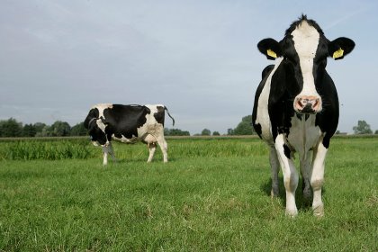 “Digital Dairy Value-Chain will help to deliver more jobs in the sector, alongside stimulating research and innovation to support our farmers to develop their businesses. Importantly, it will also help to decarbonise the industry,” says Professor Wayne Powell, Principal and Chief Executive of SRUC. Photo: Michel Zoeter “Digital Dairy Value-Chain will help to deliver more jobs in the sector, alongside stimulating research and innovation to support our farmers to develop their businesses. Importantly, it will also help to decarbonise the industry,” says Professor Wayne Powell, Principal and Chief Executive of SRUC. Photo: Michel Zoeter