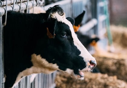 The No-Methane triple action feed additive aims to reduce enteric methane emission from cattle by blocking the enzymatic process, suppressing methanogens and draining the hydrogen substrate. Photo: Brecht Denil The No-Methane triple action feed additive aims to reduce enteric methane emission from cattle by blocking the enzymatic process, suppressing methanogens and draining the hydrogen substrate. Photo: Brecht Denil