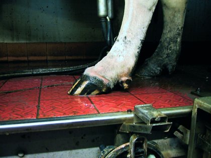It's important to check if there is swelling and redness at the coronary band of the hoof, which is a result of infection. Photo: Roodbont It's important to check if there is swelling and redness at the coronary band of the hoof, which is a result of infection. Photo: Roodbont
