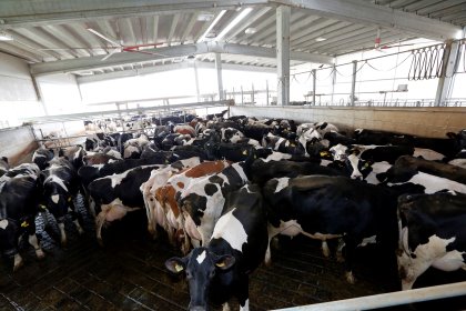 Insufficient ventilation causes more damage and problems than most dairy farmers know. Photo: Henk Riswick Insufficient ventilation causes more damage and problems than most dairy farmers know. Photo: Henk Riswick