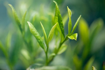 Feeding green tea extract at 5 g per cow per day reduces some oxidative stress markers in Jersey cows. Photo: Pixabay Feeding green tea extract at 5 g per cow per day reduces some oxidative stress markers in Jersey cows. Photo: Pixabay
