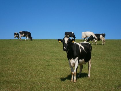 Heat stress occurs when an animal’s heat load is greater than its capacity to lose heat. Photo: Lallemand Animal Nutrition Heat stress occurs when an animal’s heat load is greater than its capacity to lose heat. Photo: Lallemand Animal Nutrition