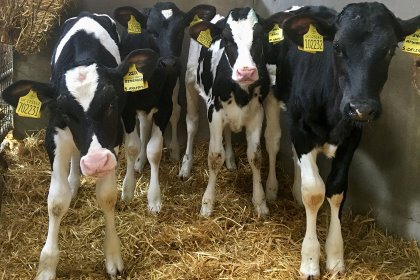 Calves on the trial were weaned and grouped into pens of 4 at 12 weeks of age. Photo:Chris McCullough Calves on the trial were weaned and grouped into pens of 4 at 12 weeks of age. Photo:Chris McCullough