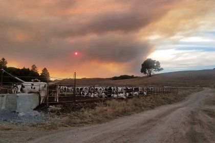 The dairy farm in the evacuation zone is owned by John Bucher, and home to 700 dairy and 700 beef cattle. Photo: John Bucher The dairy farm in the evacuation zone is owned by John Bucher, and home to 700 dairy and 700 beef cattle. Photo: John Bucher