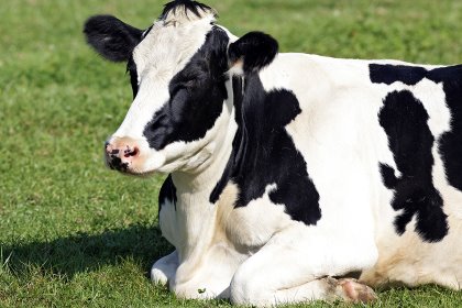 Austria leads the EU in organic dairy farming. Photo: Vwalakte Austria leads the EU in organic dairy farming. Photo: Vwalakte